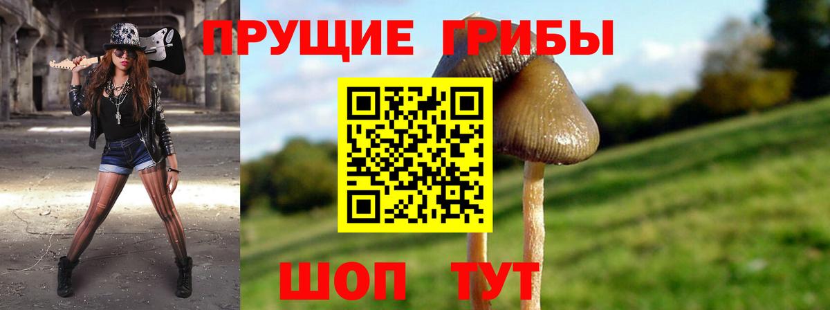 Псилоцибиновые грибы Psilocybine cubensis Ялуторовск